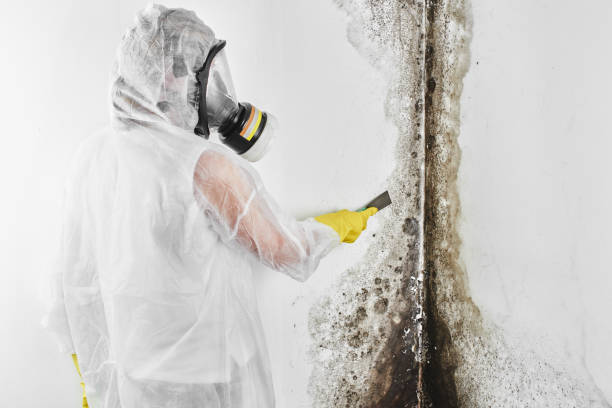 Best Crawl Space Mold Remediation in Pawtucket, RI