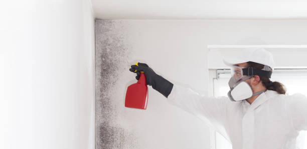 Best Insurance-Related Mold Remediation in Pawtucket, RI