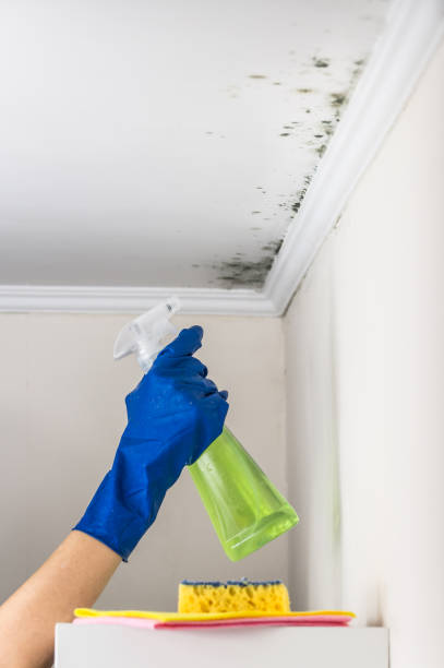 Best Mold Remediation for Specific Building Types in Pawtucket, RI